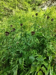 Centaurea kotschyana