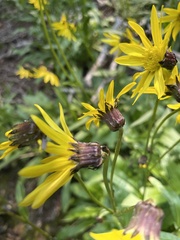 Senecio amplectens