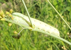 Proserpinus terlooii