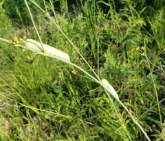 Proserpinus terlooii