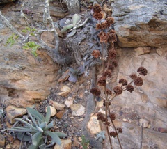 Crassula cotyledonis