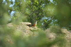 Achaetops pycnopygius