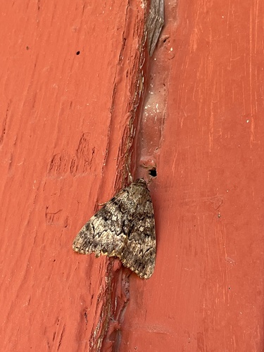 Benjamin's Underwing photo 5