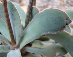 Crassula cotyledonis