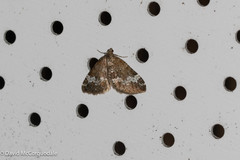 Perizoma alchemillata