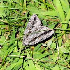 Catocala flebilis