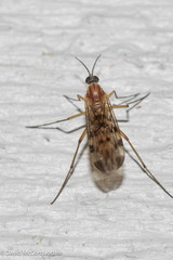 Sylvicola fenestralis