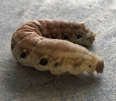 Proserpinus terlooii