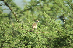 Cisticola aridulus