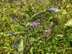 Echium vulgare