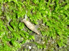 Alinda biplicata