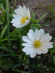 Anemonoides apennina