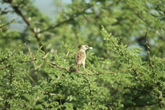 Cisticola aridulus
