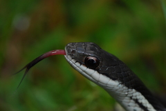 Thamnosophis lateralis