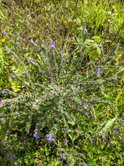 Echium vulgare