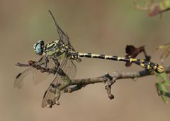Onychogomphus uncatus