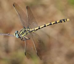 Onychogomphus uncatus
