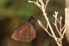 Ephyriades arcas