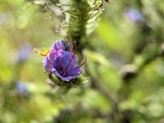 Echium vulgare