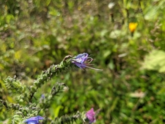 Echium vulgare