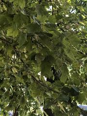 Platanus occidentalis