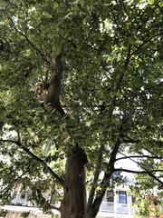 Platanus occidentalis