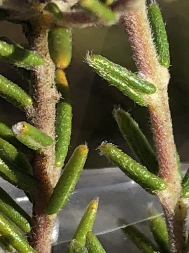 Image of Phylica karroica by (c) Dave U, some rights reserved (CC BY-SA)