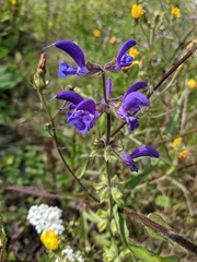 Salvia pratensis