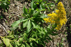 Solidago radula