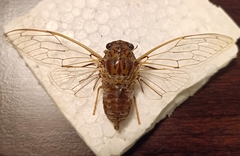 Cicada cretensis