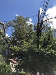 Platanus occidentalis