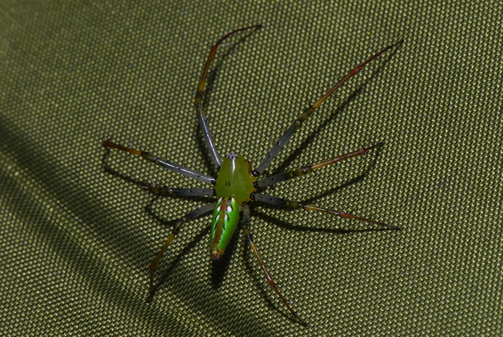 Madagascar Green Lynx Spider