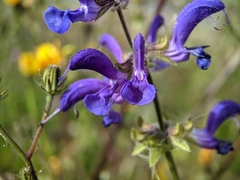 Salvia pratensis