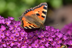 Aglais urticae