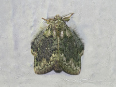 Syntypistis charistera