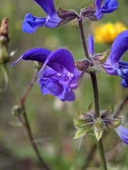 Salvia pratensis
