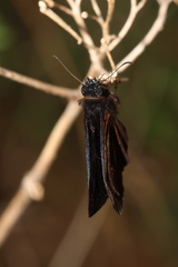 Ephyriades arcas