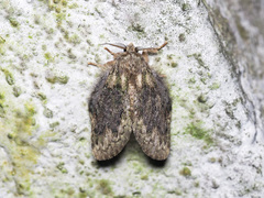 Syntypistis charistera