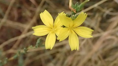Lactuca viminea