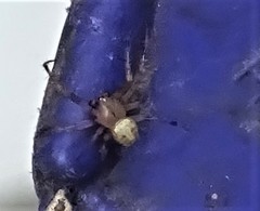 Araneus pegnia
