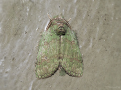Netria viridescens