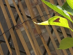 Pyrausta inornatalis