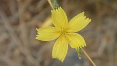 Lactuca viminea