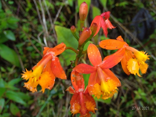 Epidendrum radicans