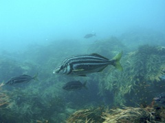 Striped Trumpeter photo 2