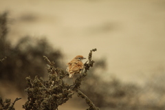 Calendulauda erythrochlamys