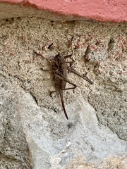 Eremopedes ephippiata