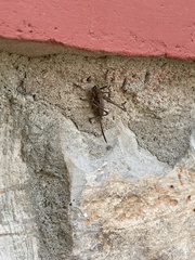 Eremopedes ephippiata