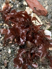 Phycodrys setchellii