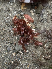 Phycodrys setchellii